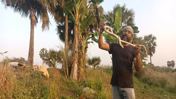 After treating the wounded snake, Bandel's snake expert released him in the forest