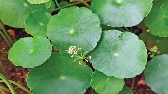 brahmi leaves - ব্রাহ্মী শাক