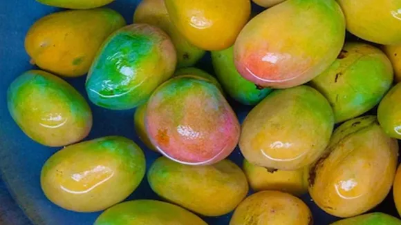 আম, ফলের রাজা আম, mango soak in water