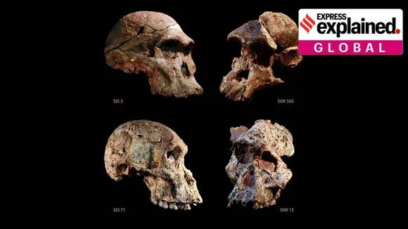 Australopithecine skulls