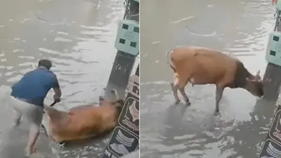 cow,Man Saves Cow,Man Saves Cow From Electric Shock,Random Act Of Kindness,viral,Viral Animal Videos,viral new