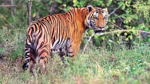 Fisherman killed by tiger in Sundarbans again