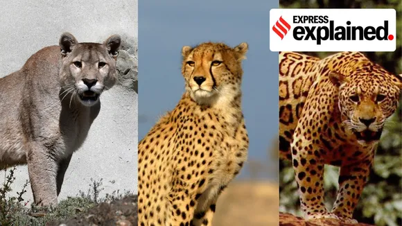 cheetah