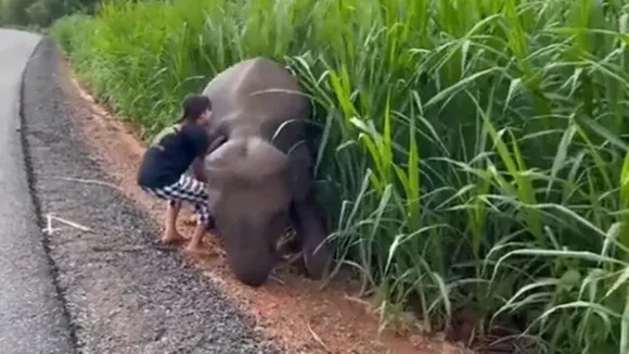 Woman,baby elephant,video,Twitter