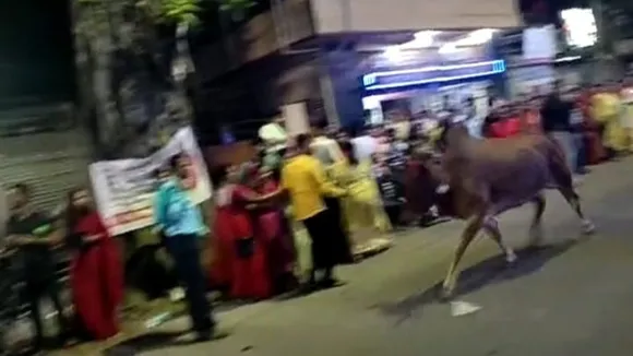 The death of an old man by the butt of a bull in raiganj