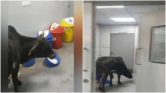 Madhya Pradesh, MP hospital Cow, cow in icu, Rajgarh news, Rajgarh Madhya Pradesh, Madhya Pradesh news, viral video, viral news, viral