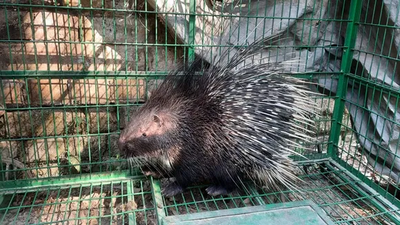 porcupine