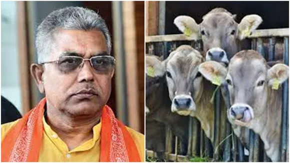 dilip ghosh on govt withdrawl appeals to celebrate cow hug day