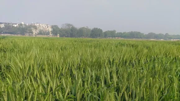 Wheat Develops