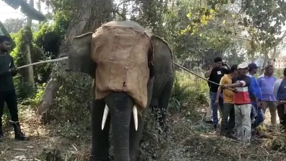 forest department brought the elephant under control by shooting