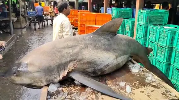 giant shark 200 kg weight digha, দিঘায় ২০০ কেজি ওজনের হাঙর