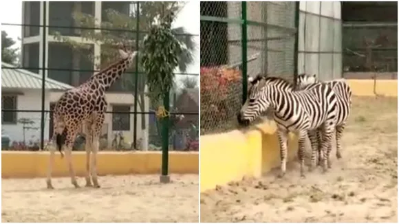 newtown harinalaya deer park is now a mini zoo