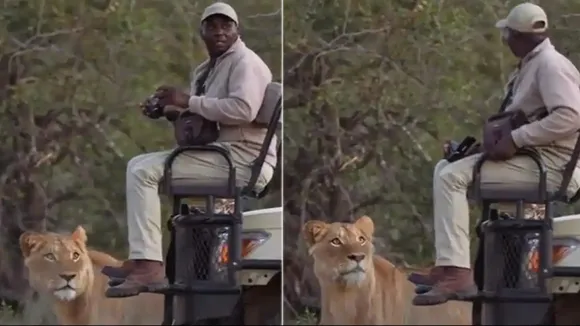 anand mahindra tweet,anand mahindra tweet viral,Sher Ka Video,Lion,Anand Mahindra,shocking video,tourists,encounter with lion,Viral video,viral video of lions,Anand Mahindra shares video of lion,Anand mahindra shares video,Anand Mahindra Viral Tweet,Anand Mahindra viral tweet latest,Anand Mahindra asks question,Lion and tourist video,Lion and man video,Trending Video,Viral News In Hindi,Viral Video News,Amazing Video,hilarious video,Anand Mahindra Bucket List,Anand Mahindra Bucket List For Tr