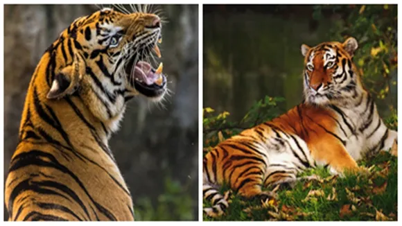 Forest and Climate Change,india,International Tiger Day 2023,MADHYA PRADESH,Ministry of Environment,world’s wild tiger population,আন্তর্জাতিক বাঘ দিবস ২০২২,ভারত"