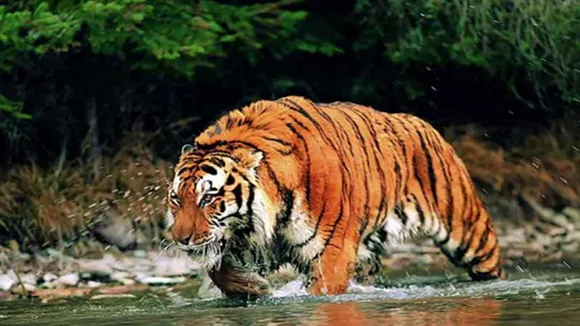 tourists saw tigers in the sundarbans river