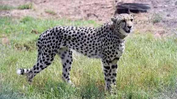 Kuno’s Last Cheetah