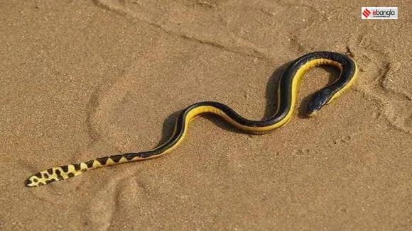 terrible yellow bellied sea snake in digha beach , দিঘায় গেলে সাবধান! বিচে ঘুরে বেড়াচ্ছে প্রাণঘাতী সাপ, এক ছোবলেই ছবি