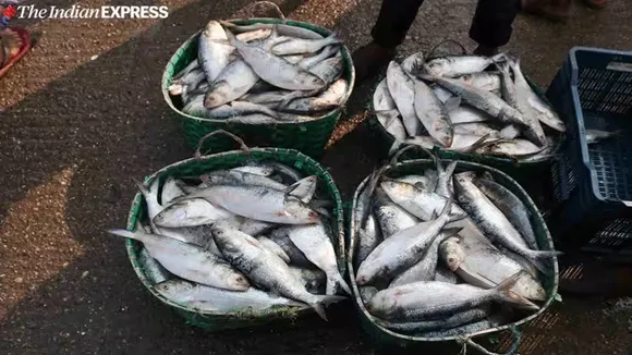 Hilsa fish will be available cheaply during Durga Puja due to abundant production , ইলিশের দারুন রেকর্ড! দুর্গাপুজোর ভুরিভোজ এবার জমে যাবে