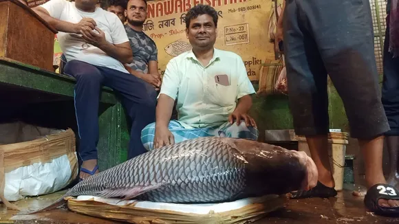 fisherman have caught 50 kg catla fish from malda manikchak ganges , মালদার মানিকচকের গঙ্গা থেকে ধরা পড়ল ৫০ কেজি ওজনের কাতলা মাছ