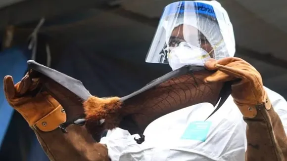 Kerala, Kerala news, Kerala Nipah virus, nipah news, nipah virus, kozhikode, kozhikode school, calicut, calicut scool, kozhikode school closed, nipah school closed, nipah outbreak, what is nipah, nipah virus kerala reason