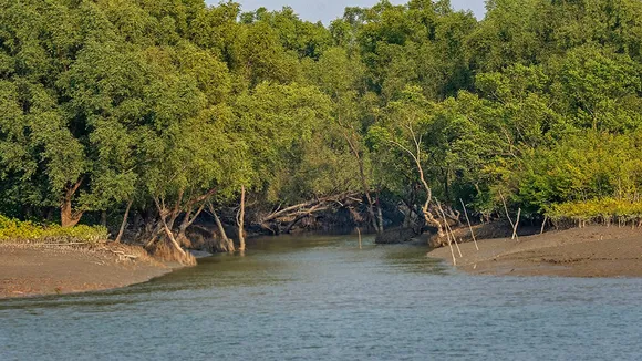 burmese python rescued from sundarban patharpratima