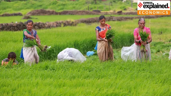 rice paddy