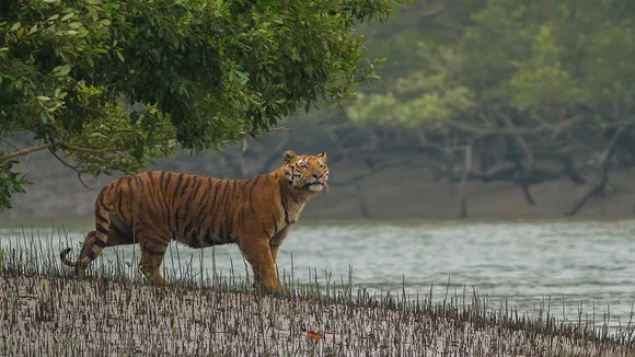 Sundarban tiger counting process has been started