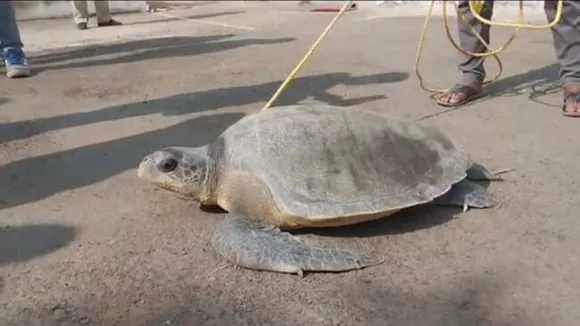 large size turtle was recovered from Kultali river in a fishermans net