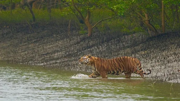 Leaving the locality of Moipith the tiger swam the river and returned to the forest