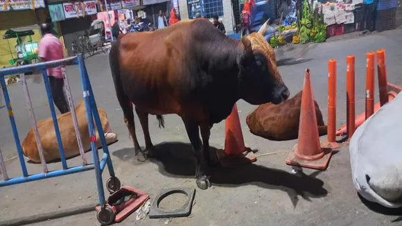 Retired government employee killed by bull in Katwa Burdwan , কাটোয়ায় ষাঁড়ের গুঁতোয় নিহত এর সরকারি অবসরপ্রাপ্ত কর্মী