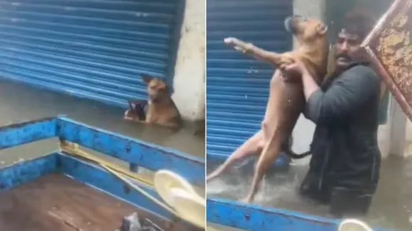 "Chennai, Dogs, VIral Video, chennai viral video, chennai trending video, chennai dog rescue video, chennai dog video, latest chennai video, chennai ka video, chennai flood video