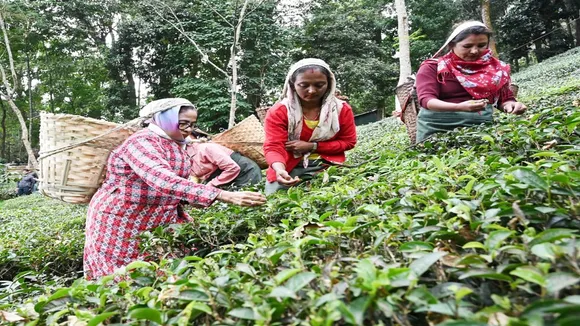 mamata banerjee plucking tea leaves at makaibari tea garden kurseong , মকাইবাড়ি চা বাগানে চা-পাতা তুলছেন মুখ্যমন্ত্রী মমতা ব্যানার্জী