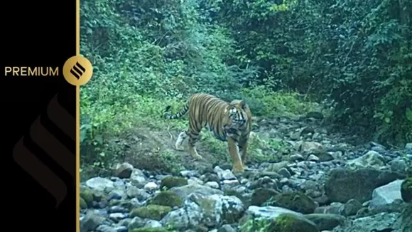Buxa Tiger Reserve,tiger,wildlife