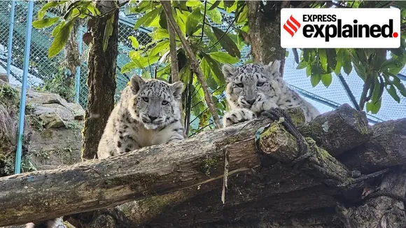 Snow Leopards। Darjeeling Zoo