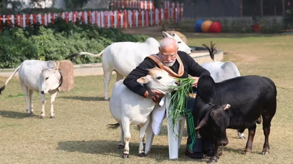 pm narendra modi feeds cows