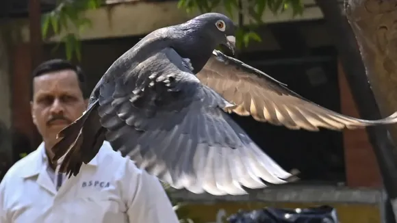 suspected chinese spy pigeon released, Bird lock up, china, Mumbai police, spy pigeon released"