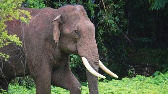 Two elephants fight in Jaldapara