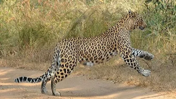 Leopard, Reserve