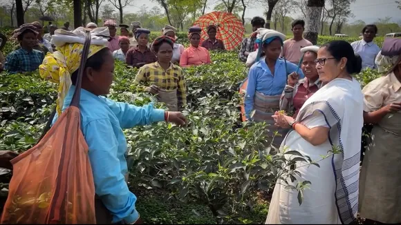 mamata banerjee chalsa tea garden workers insects problem research , পোকামাকড়ের হাত থেকে উদ্ধারে চালসার চা বাগান শ্রমিকদের গবেষনার আশ্বাস মমতা ব্যানার্জীর