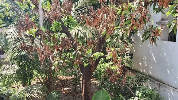 mango yield hit in Malda due to intense heat, গরমে মালদার আম চাষে ধাক্কা