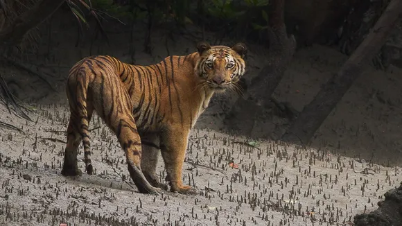 A man was injured in tiger attack while collecting honey in the Sundarbans