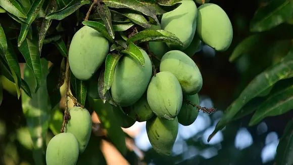 Malda Mango Merchants Association writes to Mamata Banerjee against indiscriminate cutting of mango trees