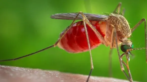 West Nile Virus, WNV, mosquito, মশাবাহিত রোগ, ওয়েস্ট নাইল ভাইরাস