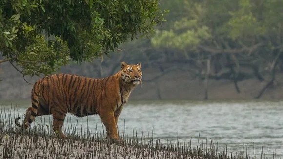 Sundarbans West Bengal