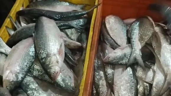 Diamond Harbour Nagendrabazar Fish Market is increasing the supply of hilsa