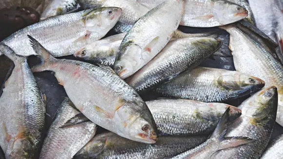 Despite the hilsa fish in the sea, many trawlers are returning due to bad weather, ইলিশ