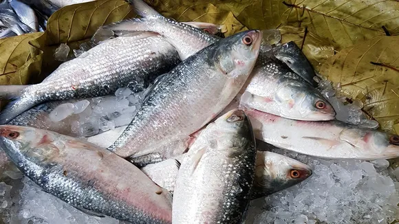 Due to bad weather, fishing is prohibited in sea, fishermen worried about supply of hilsa, ইলিশ