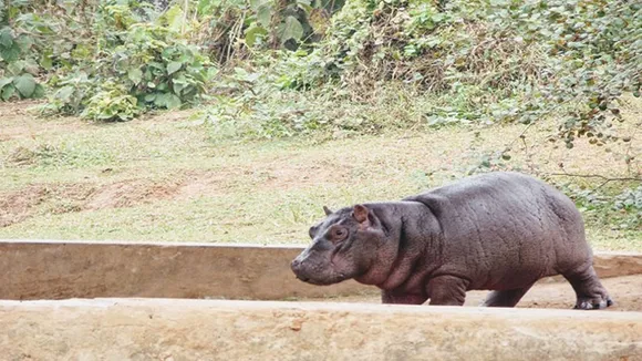 male hippopotamus death