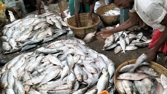 possibility of lowering the price of hilsa fish, ইলিশ