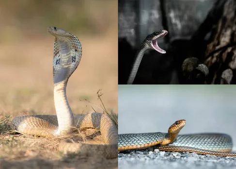 This poisonous snake can kill 20 people at once